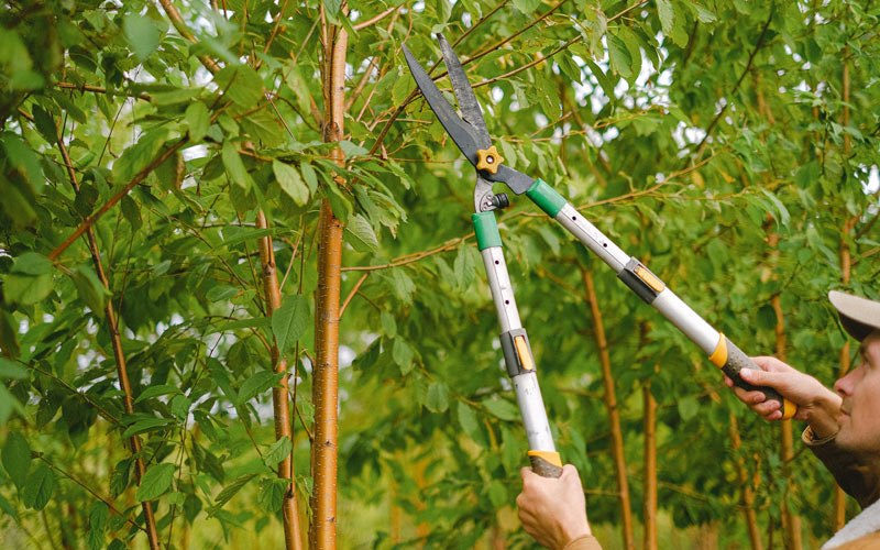 Tree trimming in Fort Klamath, OR